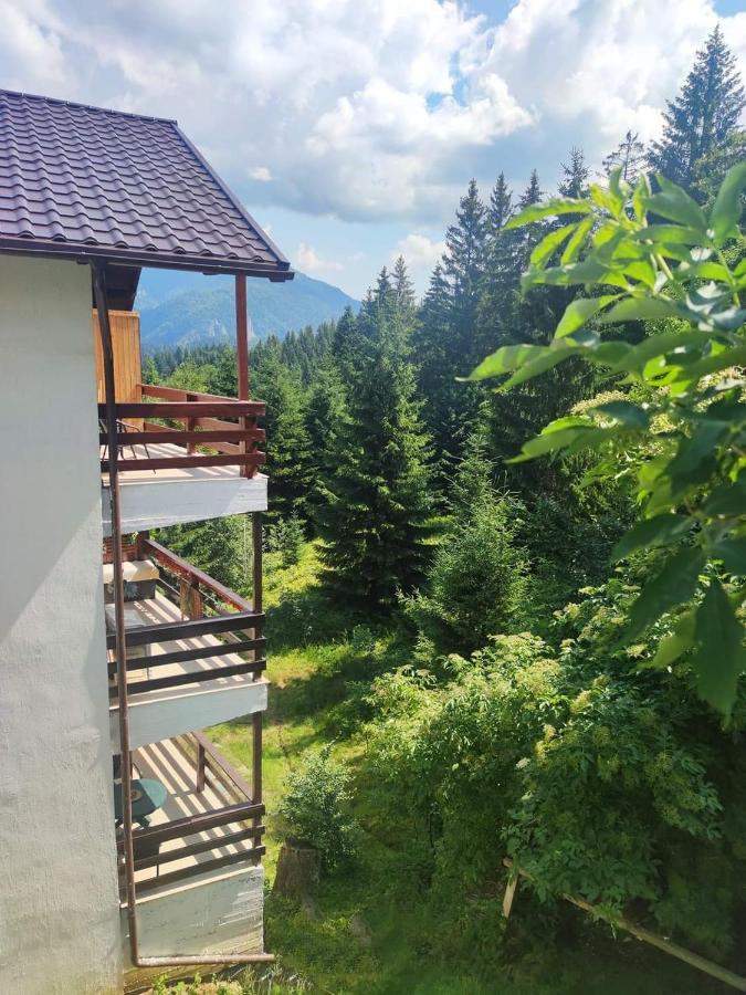 Green Studio Predeal Dış mekan fotoğraf